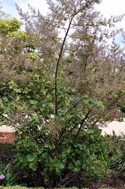 Image result for Tetradenia