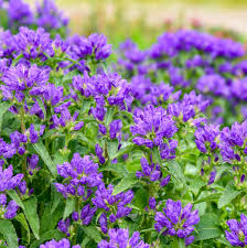 Image result for campanula glomerata