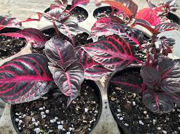 Image result for Iresine