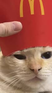 Cat Wearing Mcdonald Hat