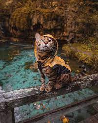 R Mostbeautiful Cat In Raincoat Animals Funny Animal Photos Cute Animals