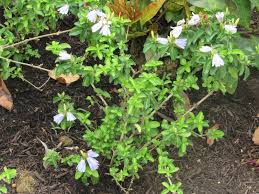 Image result for Sclerochiton