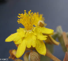 Image result for Grewia hornbyi