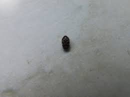 Kleine schwarze kafer wohnung , braune käfer im haus, kleine braune kafer im bett, blogdejust: Kann Bitte Jemand Diesen Kafer Bestimmen Art