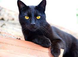 Cat Black Kitty Chat Noir Felin Photographie De Chat Animal Domestique Chat