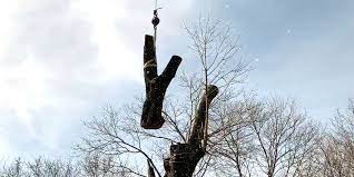 How New Jersey S Tree Work Law Affects You Alpine Tree Service