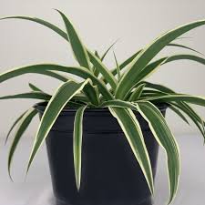 Image result for Chlorophytum lancifolium