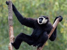 Image result for Hylebates