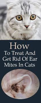 Is Your Kitten Suffering From Ear Mites Know How Do Cats Get Ear Mites Natural Home Remedies To Get Rid Of Ear Mites Cat Ear Mites Cat Remedies Cat Medicine
