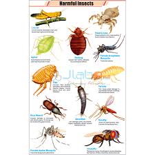 Harmful Insects Chart India Harmful Insects Chart