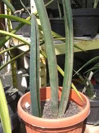 Image result for Sansevieria sinus-simiorum