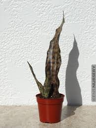 Image result for Canscora kirkii