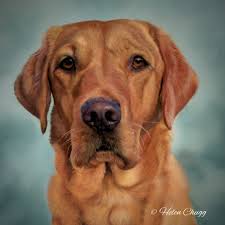 Whether it's an affordable digital file or phone case featuring your dog art, or a fabulous gallery style pet portrait canvas, our range of products are the ideal gift idea for the dog lover in. Labrador Paintings Helen S Pet Portraits Dog Artist Uk