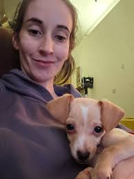 New family member, a pyrenean mastiff named Panda