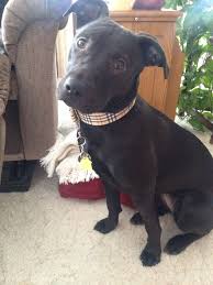 Black And Brown Pitbull Mix Pitbull Labrador Mix Pitbull Mix Puppies Pitbulls Labrador Mix