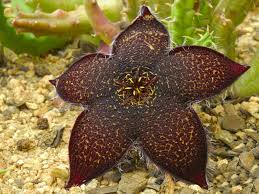 Image result for Tridentea