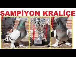 2011 Marmara Oyun Kusu Sampiyonu Kralice Guvercini Ziyaret Ettim 54282315 53 Madalyali Guvercinler Youtube
