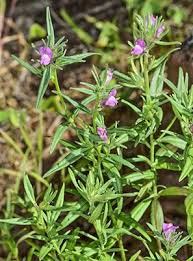 Image result for Misopates