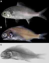 Image result for Polymixis polymita