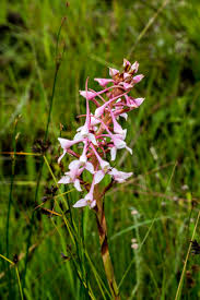 Image result for Chironia laxiflora