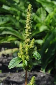 Image result for Amaranthus hybridus