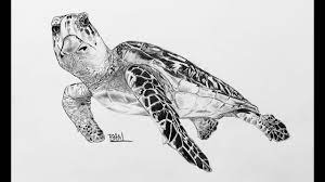 Add some natural beauty to your beach house with one of our graceful sea turtle drawings. Drawing The Hawksbill Sea Turtle Youtube