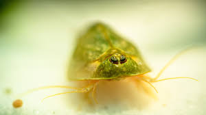 In dieser hinsicht, wie lange dauert es bis die triopse schlüpfen?. Triops Zuchten Das Sollten Sie Wissen Focus De