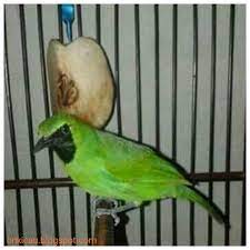 Maybe you would like to learn more about one of these? Cara Merawat Cucak Ijo Mini Agar Cepat Gacor On Kicau