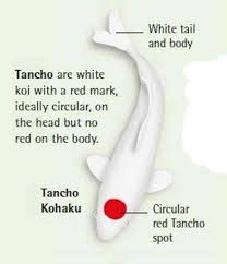 Koi Fish Color Meaning Chart 12 Koi Fish Color Meaning In