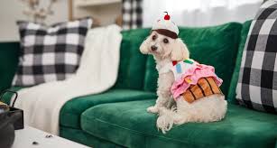 Funny Cute And Spooky Small Dog Costumes