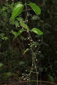 Image result for Vincetoxicum apiculatum