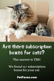Plus as an added bonus, with every box. Awesome Subscription Boxes For Cats And Cat Lovers