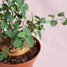 Image result for Adenia