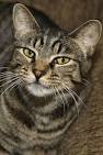 Domestic short-haired cat - Wikipedia