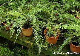Image result for Asplenium preussii