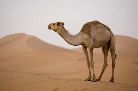 Quickquid, pounds to pocket and on stride have gone bust. Stop Drinking Camel Urine World Health Organization Says Us News