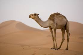 This could be the secret behind why camel's urine can cure or improve many patients with. Stop Drinking Camel Urine World Health Organization Says Us News