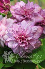 New introductions 2014 clematises raised in our nursery: Klematis Innocent Glance Pbr Clematis Flower Clematis Varieties Clematis