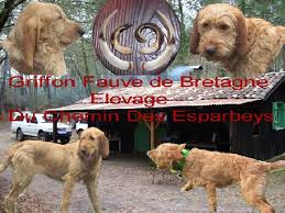 The griffon fauve de bretagne translated into english as the fawn brittany griffon, is a breed of dog of the scenthound type, originating in france in the region of brittany. Accueil Elevage Du Chemin Des Esparbeys Eleveur De Chiens Griffon Fauve De Bretagne