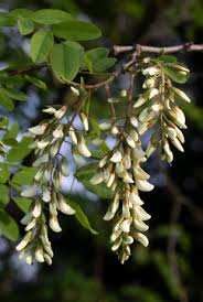 Image result for Acacia eriocarpa
