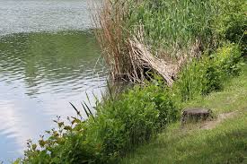 Weitere tipps gegen algenbildung im gartenteich. Grunes Trubes Wasser Gartenteich Was Tun