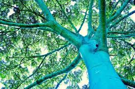 We did not find results for: Kearifan Massa 20 Pertanyaan Teratas Tentang Hutan Dan Bentang Alam Cifor Forests News