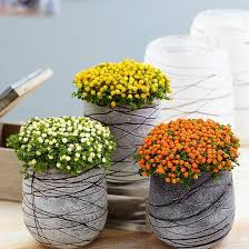 Rengarenk ve mis kokulu çiçekler ile dolu bir ortamı kim sevmez? Mercan Boncugu Nertera Granadensis Meyveleri Icin Yetistirilen Nertera Cok Sirin Bir Sus Bitkisidir En Iyi Acik Havada Yetisir Direkt Gun Bitki Saksi Bahce