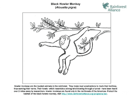 Monkey hanging from a vine. Black Howler Monkey Coloring Page Animals Town Animals Color Sheet Black Howler Monkey Printable Coloring