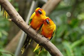 Birds Of The Bahamas Photos Abaco Resorts Bahamas Island Bird Watching Bahamas Beach