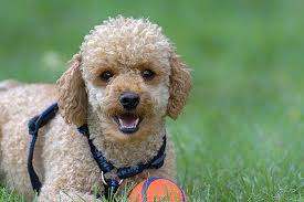 Razza piccola dal pelo semilungo, giocherellone, è facile da educare e si adatta facilmente alla vita famigliare, alla quale dimostrerà il suo affetto. Le 10 Razze Di Cani Piccoli Piu Famose Del Mondo Deabyday