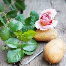 Pin On Green Fingers