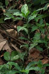 Image result for Coleotrype