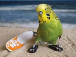 Hang 10 Budgies Pet Birds Cute Birds
