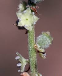 Image result for Gouania tiliifolia